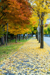 Autumn Street with Ginkgo and Maple Trees in Korea