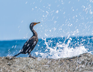 Double-Crested Cormorant and splashing surf, Sachuest Point National Wildlife Refuge, Rhode Island