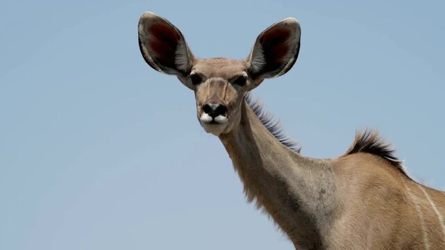 Close up of a greater kudu with a clear blue sky background