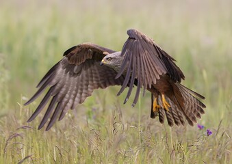 red tailed hawk