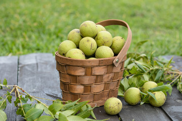 Black walnuts in a basket on rustic background, organic nuts harvest