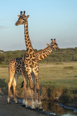 Two giraffes stop from taking a drink at sunset