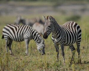 Zebra in Africa standing in a grass field