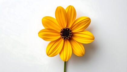 Single, bright yellow flower on white background