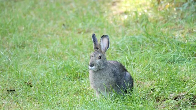 A snowshoe hare sits in a field of green grass