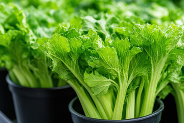 Fresh celery stalks rise from dark pots, vibrant green leaves and pale ribs create a crisp, healthy centerpiece for kitchen gardens and modern culinary displays.
