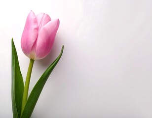 Single pink tulip on a white background