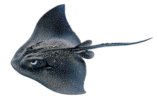 A detailed illustration of a spotted eagle ray, showcasing its unique markings and slender tail against a green backdrop. background removed