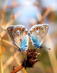 Two butterflies on a seed head