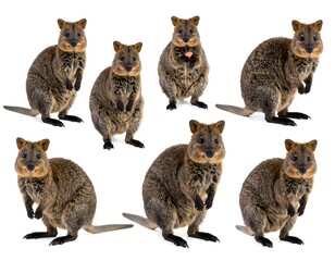 Six different poses of a brush-tailed possum
