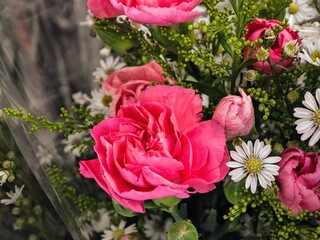 Pink carnations 