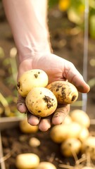 Handful of fresh, earthy potatoes
