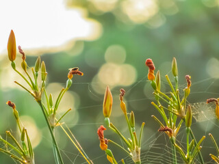 wild flowers in the morning