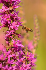 The image captures a bee in mid-flight near a stalk of purple loosestrife flowers. 