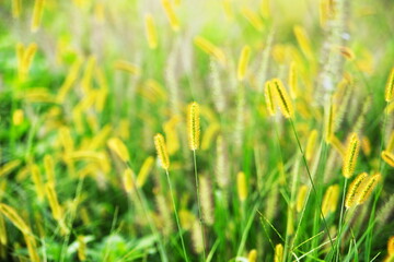 優しい光に輝くエノコログサ