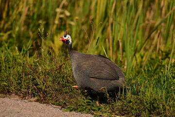 A Helmeted Guineafowl wanders free range along a country road