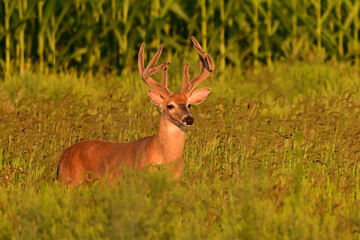 A male White-tailed Deer buck with velvet antlers standing in a autumn meadow