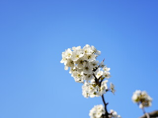 Pear flower in full bloom in spring