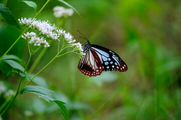 アサギマダラとフジバカマ