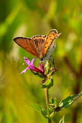 Bronze Copper Butterfly gathers nectar from a wild flower