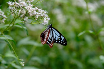 アサギマダラとフジバカマ