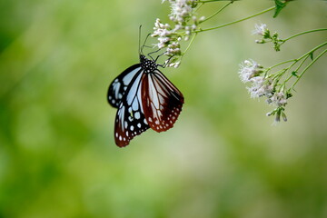 Fototapeta premium アサギマダラとフジバカマ