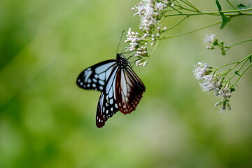 アサギマダラとフジバカマ