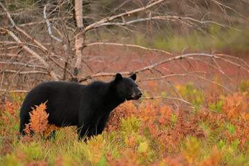 Autumn scene of a Black Bear walking through a fall meadow