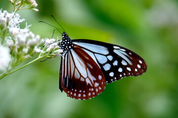 アサギマダラとフジバカマ