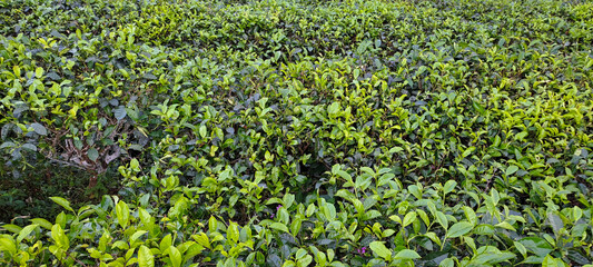 green tea plantation in Indonesia	
