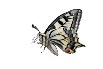 A detailed close-up of a Old World Swallowtail butterfly, showcasing its intricate wing patterns and delicate features. background removed