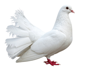 Close-Up of White Dove with Detailed Feathers