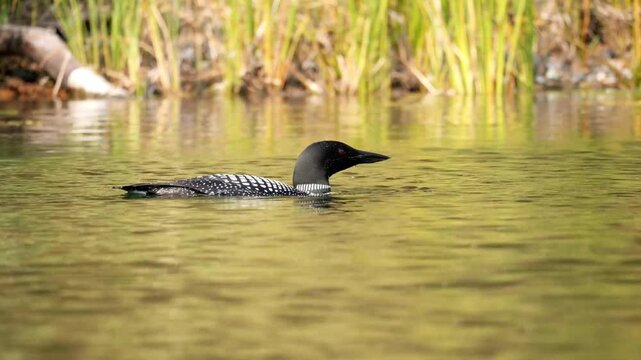 A common loon swims gracefully on a calm lake in the summertime