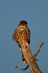 Merlin hawk sits perched in a tree hunting