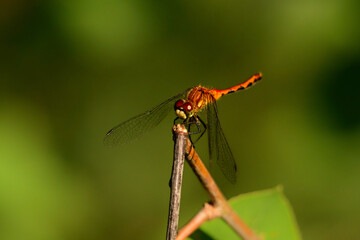 A Ruby Meadowhawk Dragonfly perched on a trig