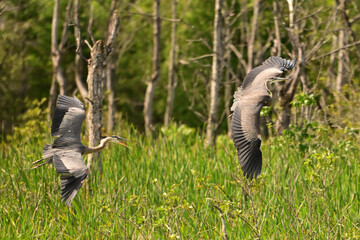 An aggressive Great Blue Heron chasing another Great Blue Heron through the wetlands