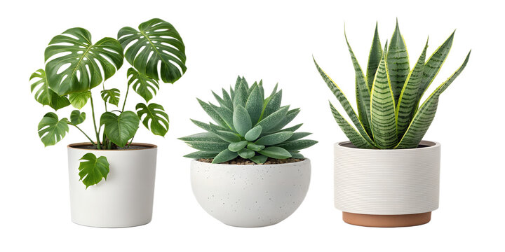 Year-Round Plants PNG Set &ndash; Houseplants, Succulents and Greenery  on Transparent Background