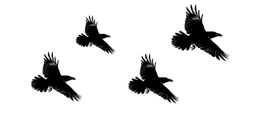 crow vector set