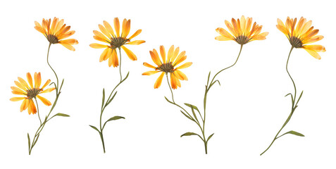Dried and pressed calendula flowers isolated on white, set