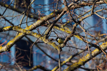 A great tit bird is perched on a lichen-covered branch, lit by direct sunlight. An urban wildlife scene with a blurred building in the background.