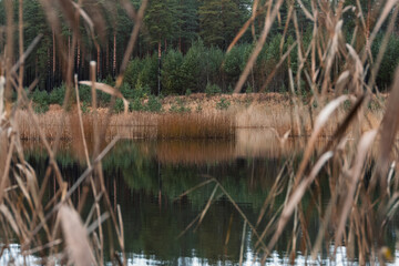 View through the foreground of dry reeds to a thick island of reeds in the middle of a calm forest lake with reflections of dark pine trees, Estonia.