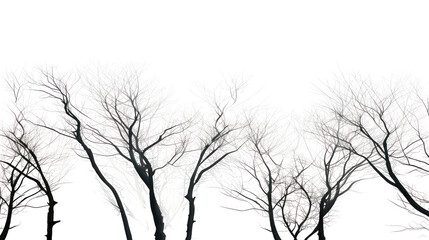 Abstract textured branches of trees isolated on transparent background
