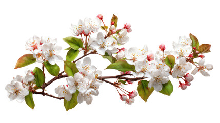 Delicate white apple blossoms on a branch isolated on transparent background
