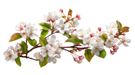 Delicate white apple blossoms on a branch isolated on transparent background
