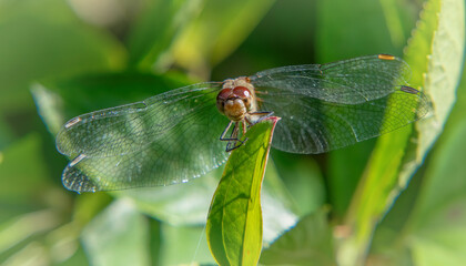 Meadowhawk Dragonfly in Goldvitz Bog, Marion, Massachusetts