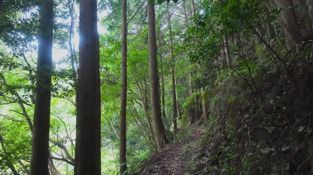 POV Walk on the Hokusogigoe Pass of the Kumano Kodo Nakahechi Trail (No. 4), Tanabe, Wakayama　世界遺産・熊野古道中辺路「北郡越え(ほくそぎごえ)」主観移動撮影④ 和歌山県田辺市
