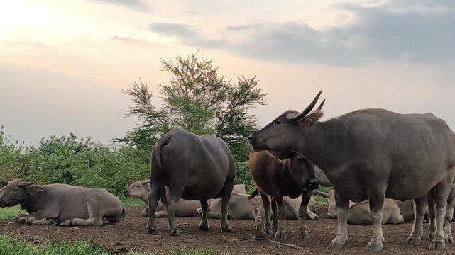 A group of swamp buffaloes are resting in the wild in the afternoon.