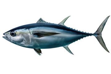 A detailed illustration of a sleek, silver-blue tuna fish, isolated on a transparent background. background removed