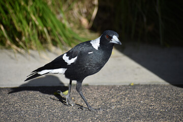 A Magpie taking a walk