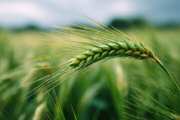 Close-up of a green wheat ear